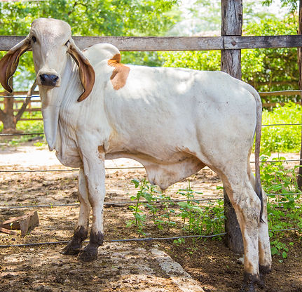 Bezerro saudável na Fazenda Boa Rama