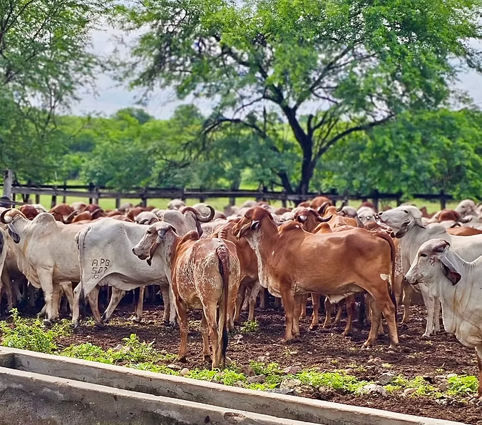 Grande quantidade de gado junto na fazenda
