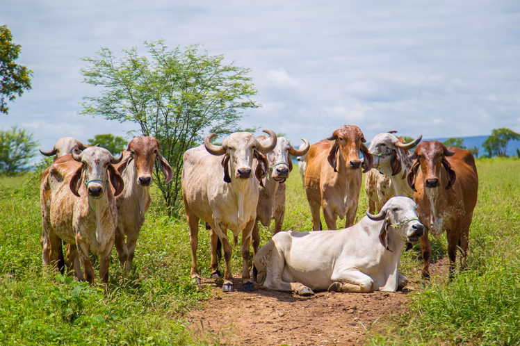 Matrizes no campo nordestino