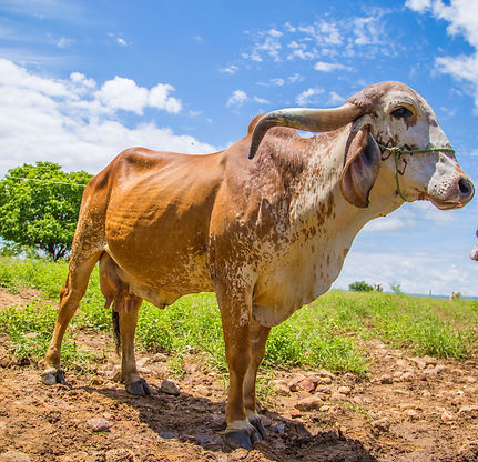 Matriz com Genética Superior da Fazenda Boa Rama