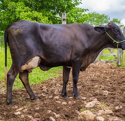Vaca visão lateral