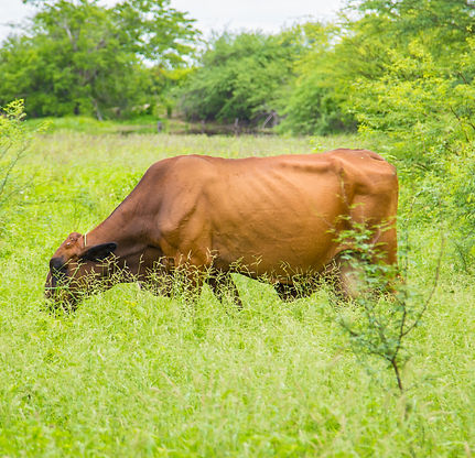 Vaca pastando na Fazenda Boa Rama